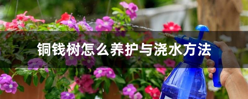 铜钱树怎么养护与浇水方法 铜钱树怎么养护与浇水方法