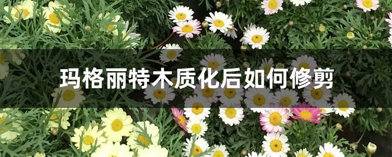 玛格丽特木质化后如何修剪 玛格丽特木质化后如何修剪