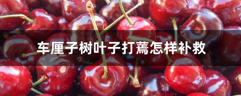 车厘子树叶子打蔫怎样补救 车厘子树叶子打蔫怎样补救