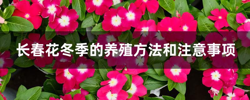 长春花冬季的养殖方法和注意事项 长春花冬季的养殖方法和注意事项