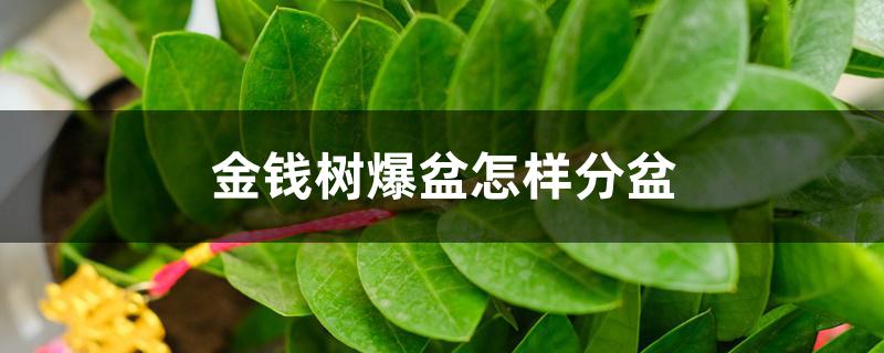 金钱树爆盆怎样分盆 金钱树爆盆怎样分盆
