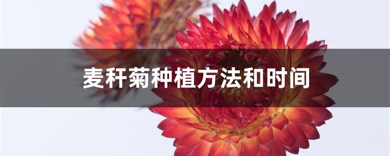 麦秆菊种植方法和时间 麦秆菊种植方法和时间