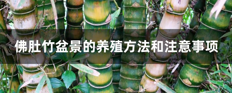 佛肚竹盆景的养殖方法和注意事项 佛肚竹盆景的养殖方法和注意事项