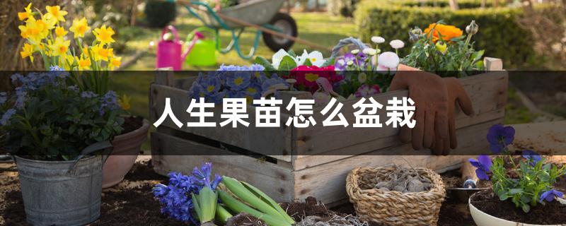 人生果苗怎么盆栽 人生果苗怎么盆栽