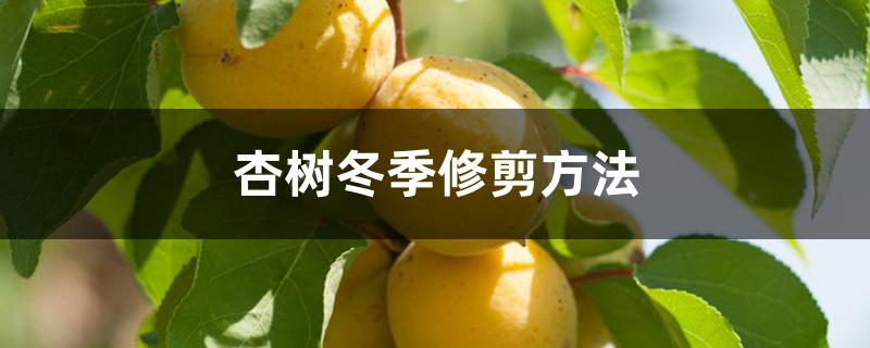 杏树冬季修剪方法 杏树冬季修剪方法