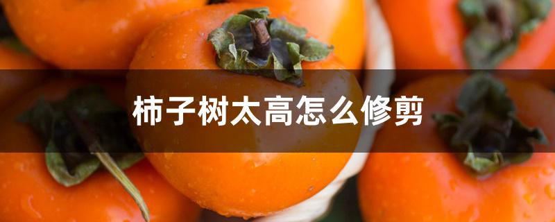 柿子树太高怎么修剪 柿子树太高怎么修剪
