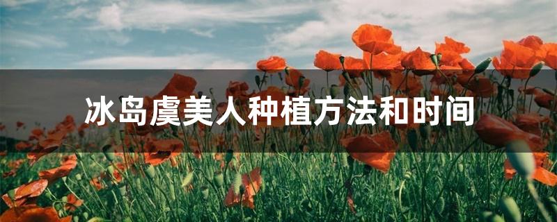 冰岛虞美人种植方法和时间 冰岛虞美人种植方法和时间