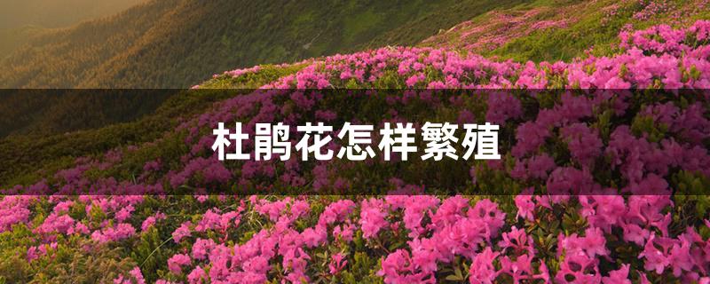 杜鹃花怎样繁殖 杜鹃花怎样繁殖