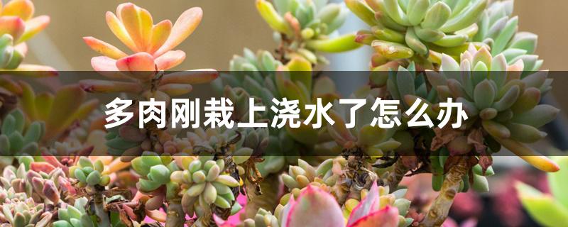 多肉刚栽上浇水了怎么办