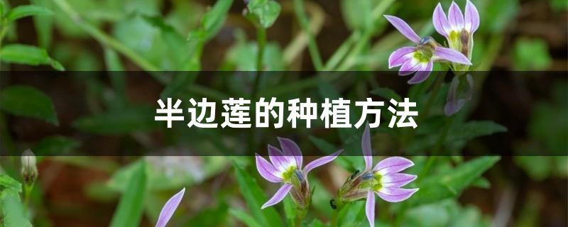 半边莲的种植方法 半边莲的种植方法