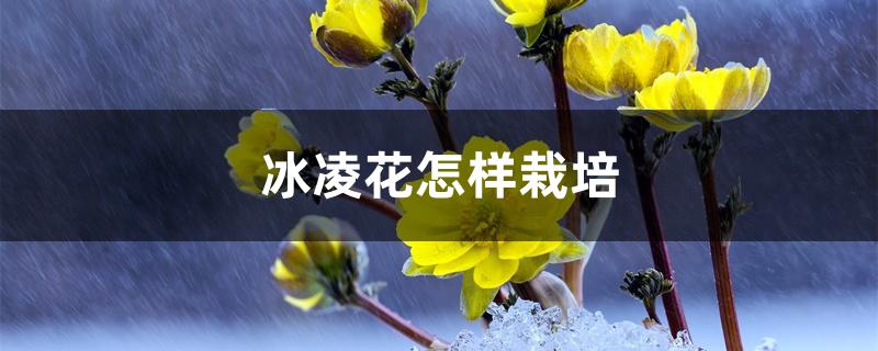 冰凌花怎样栽培 冰凌花怎样栽培