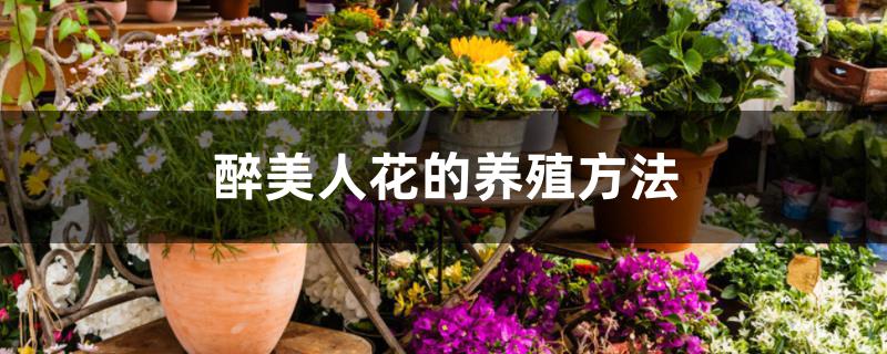 醉美人花的养殖方法 醉美人花的养殖方法