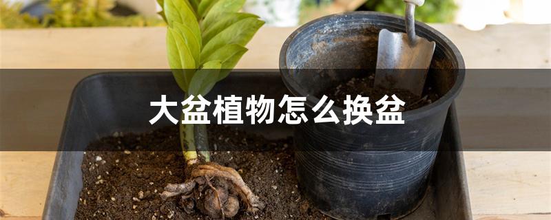 大盆植物怎么换盆 大盆植物怎么换盆