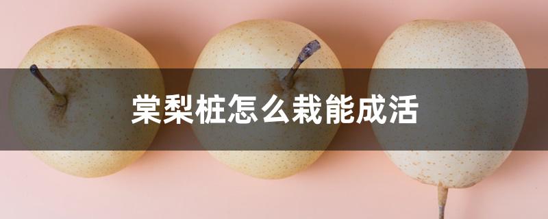 棠梨桩怎么栽能成活 棠梨桩怎么栽能成活