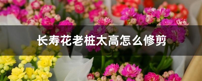 长寿花老桩太高怎么修剪 长寿花老桩太高怎么修剪