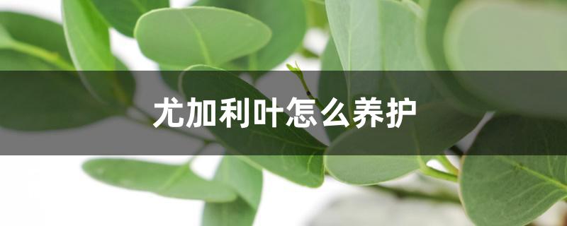 尤加利叶怎么养护 尤加利叶怎么养护