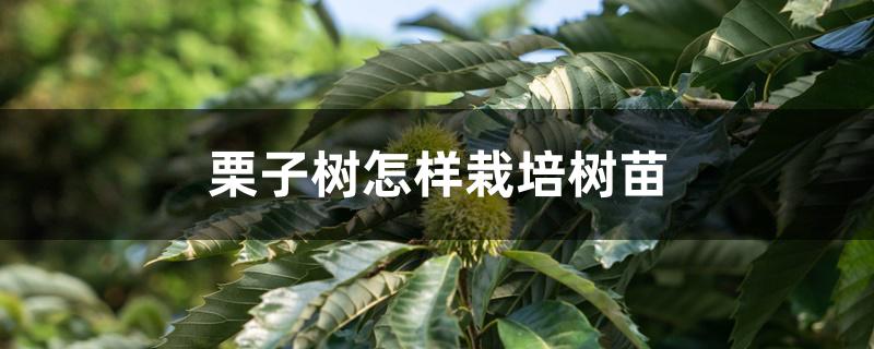 栗子树怎样栽培树苗 栗子树怎样栽培树苗