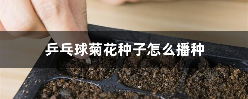 乒乓球菊花种子怎么播种 乒乓球菊花种子怎么播种