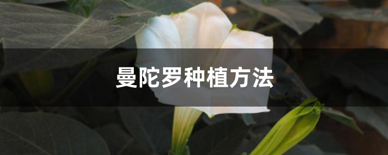 曼陀罗种植方法 曼陀罗种植方法