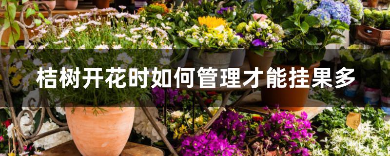 桔树开花时如何管理才能挂果多 桔树开花时如何管理才能挂果多