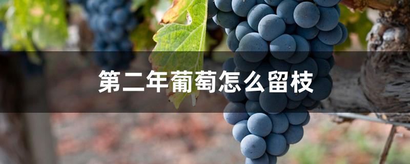 第二年葡萄怎么留枝 第二年葡萄怎么留枝