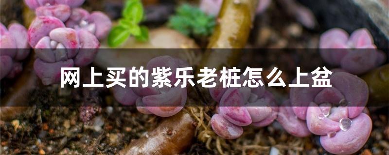 网上买的紫乐老桩怎么上盆 网上买的紫乐老桩怎么上盆