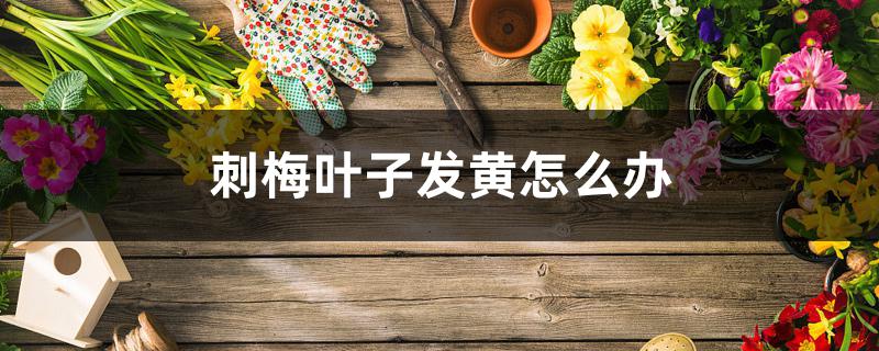 刺梅叶子发黄怎么办 刺梅叶子发黄怎么办