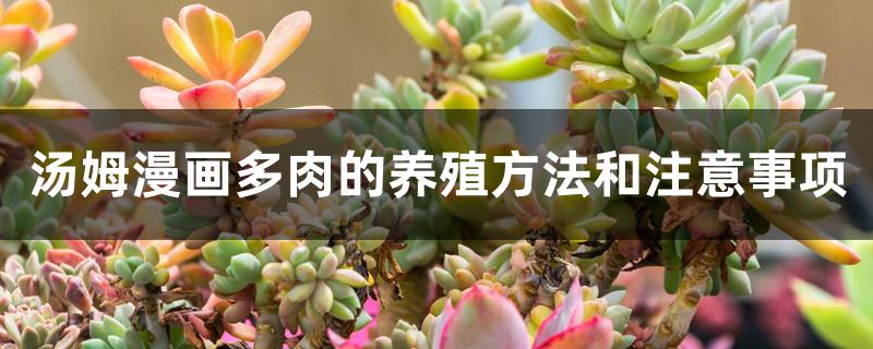 汤姆漫画多肉的养殖方法和注意事项 汤姆漫画多肉的养殖方法和注意事项