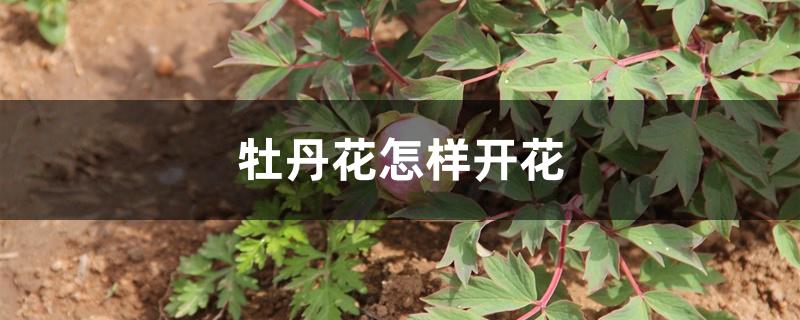 牡丹花怎样开花
