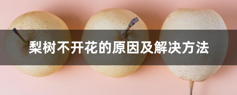 梨树不开花的原因及解决方法 梨树不开花的原因及解决方法