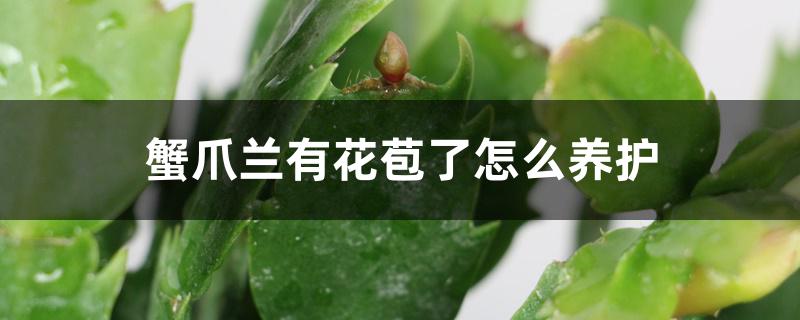 蟹爪兰有花苞了怎么养护 蟹爪兰有花苞了怎么养护