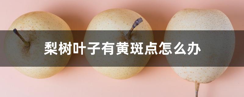 梨树叶子有黄斑点怎么办 梨树叶子有黄斑点怎么办