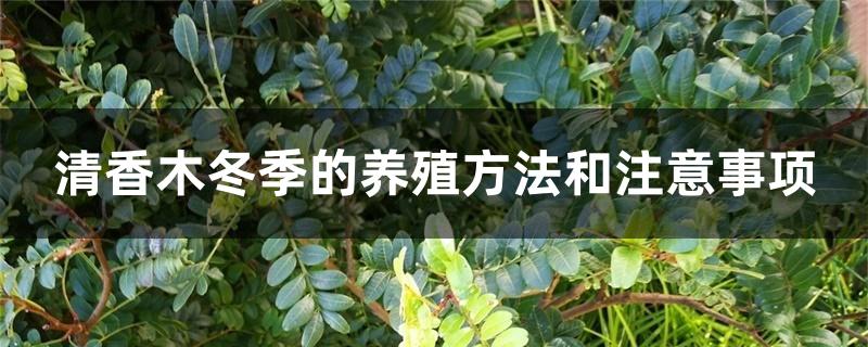 清香木冬季的养殖方法和注意事项 清香木冬季的养殖方法和注意事项