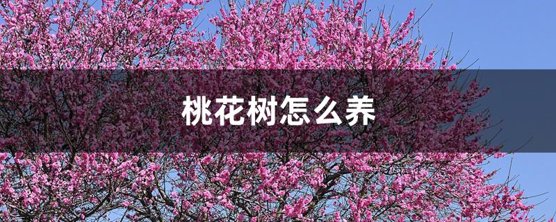 桃花树怎么养 桃花树怎么养