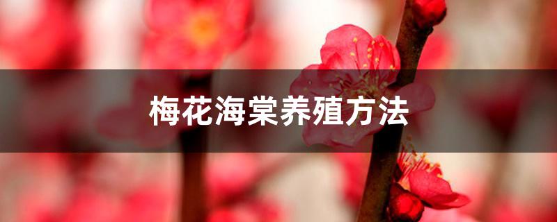 梅花海棠养殖方法 梅花海棠养殖方法