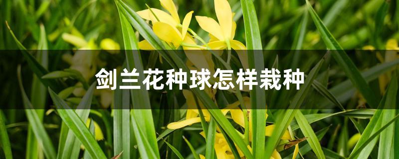 剑兰花种球怎样栽种 剑兰花种球怎样栽种