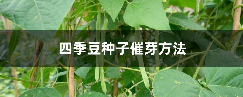 四季豆种子催芽方法 四季豆种子催芽方法
