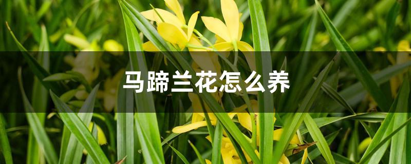 马蹄兰花怎么养 马蹄兰花怎么养