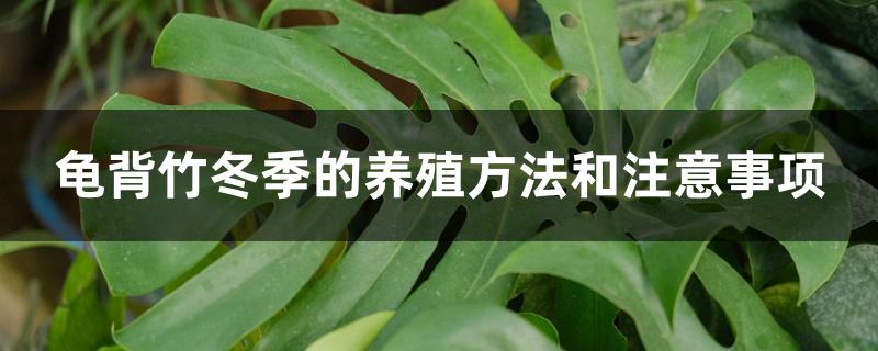 龟背竹冬季的养殖方法和注意事项 龟背竹冬季的养殖方法和注意事项