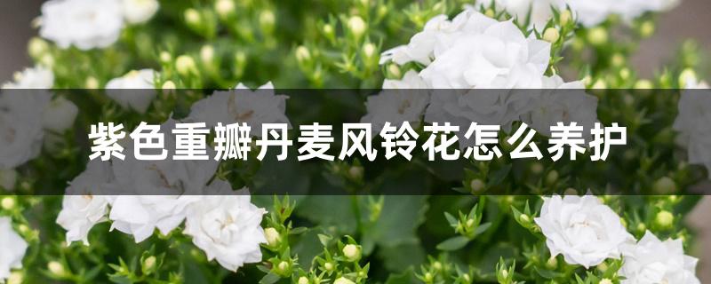 紫色重瓣丹麦风铃花怎么养护 紫色重瓣丹麦风铃花怎么养护