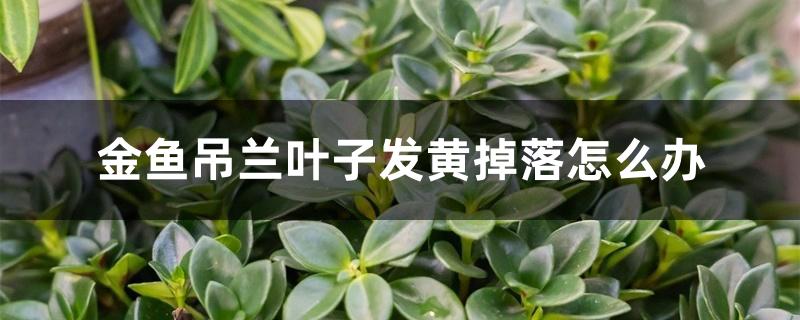 金鱼吊兰叶子发黄掉落怎么办 金鱼吊兰叶子发黄掉落怎么办