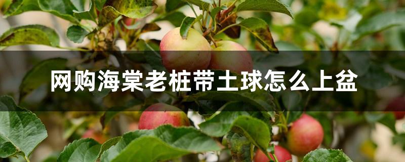 网购海棠老桩带土球怎么上盆 网购海棠老桩带土球怎么上盆