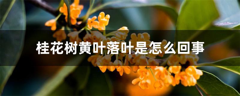 桂花树黄叶落叶是怎么回事 桂花树黄叶落叶是怎么回事