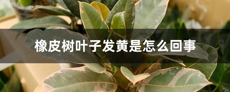橡皮树叶子发黄是怎么回事 橡皮树叶子发黄是怎么回事