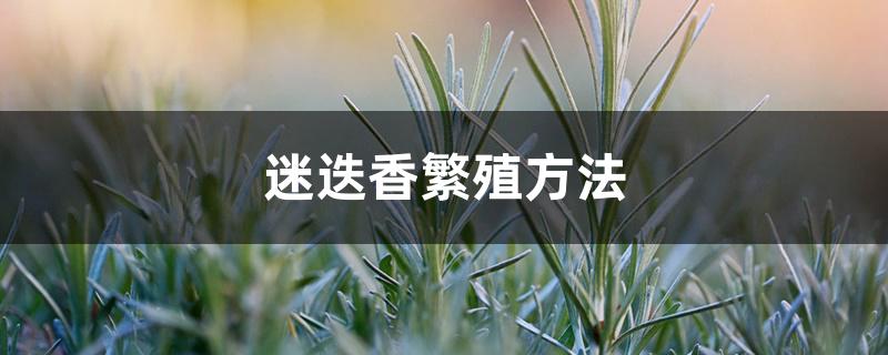 迷迭香繁殖方法 迷迭香繁殖方法