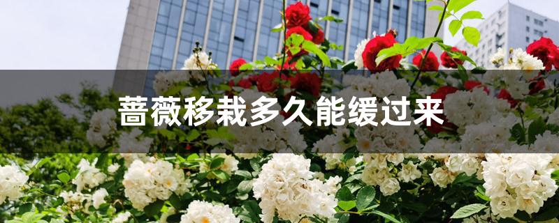 蔷薇移栽多久能缓过来 蔷薇移栽多久能缓过来