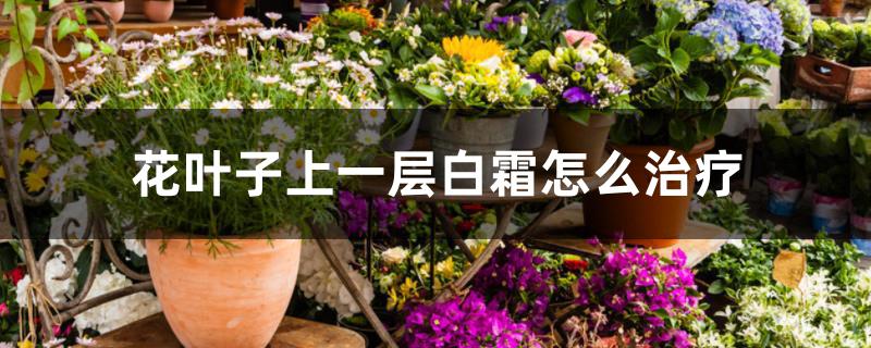 花叶子上一层白霜怎么治疗 花叶子上一层白霜怎么治疗