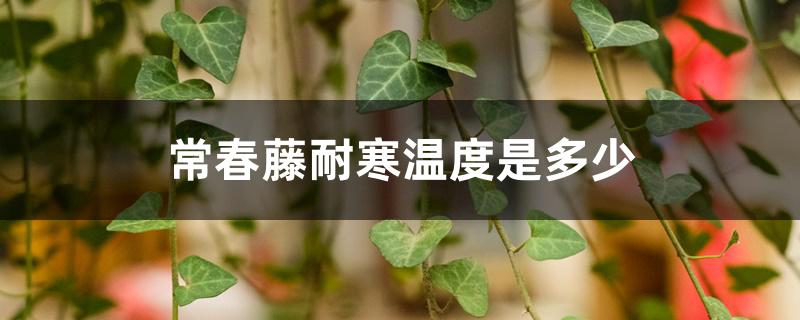 常春藤耐寒温度是多少 常春藤耐寒温度是多少