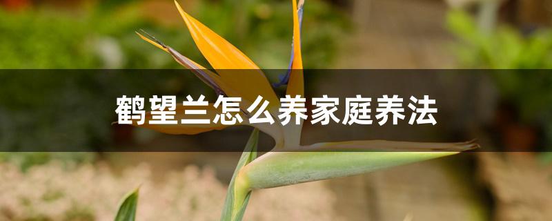 鹤望兰怎么养家庭养法 鹤望兰怎么养家庭养法