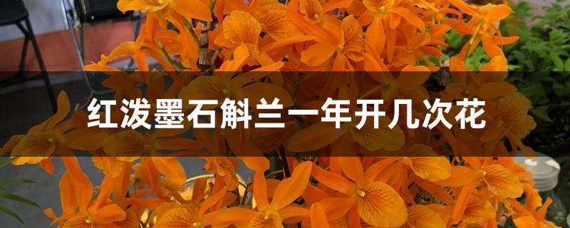 红泼墨石斛兰一年开几次花 红泼墨石斛兰一年开几次花